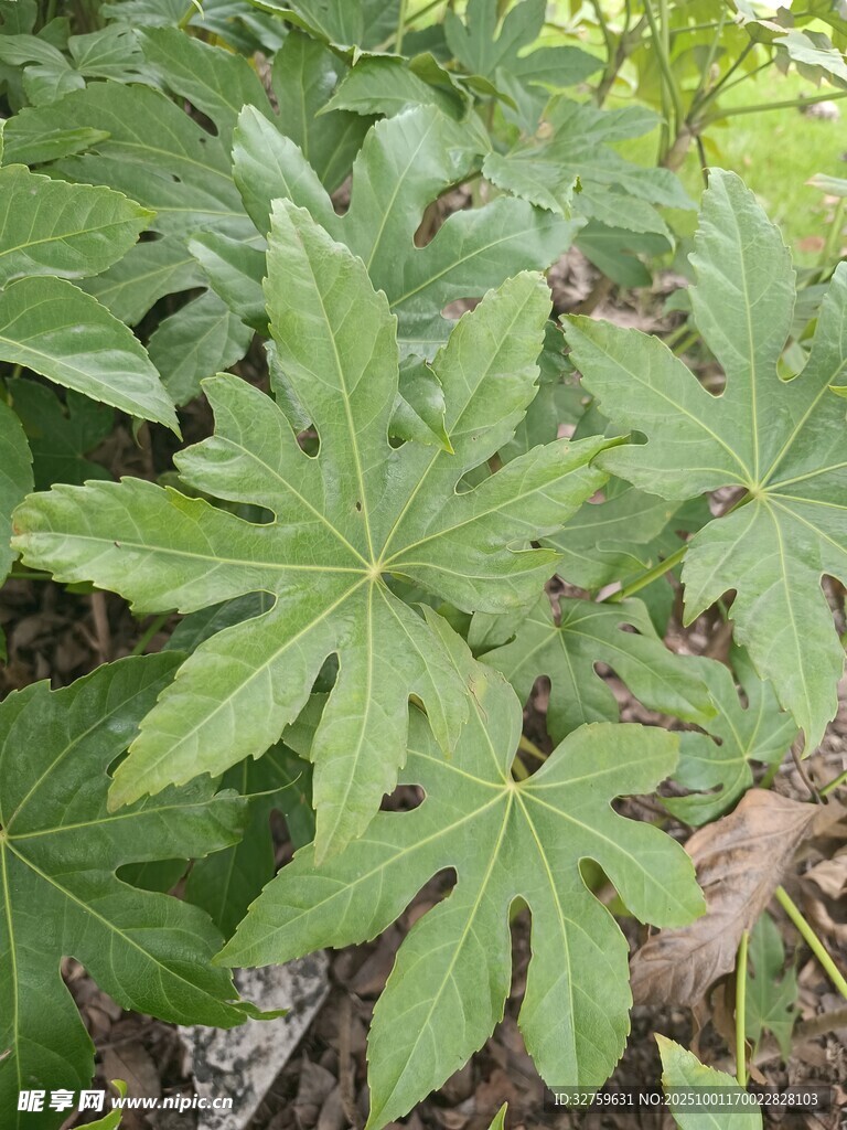 绿叶植物特写
