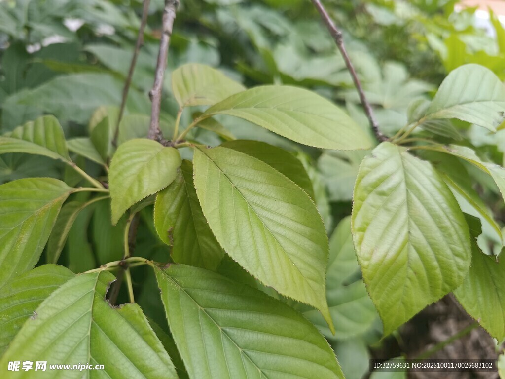 翠绿叶片特写