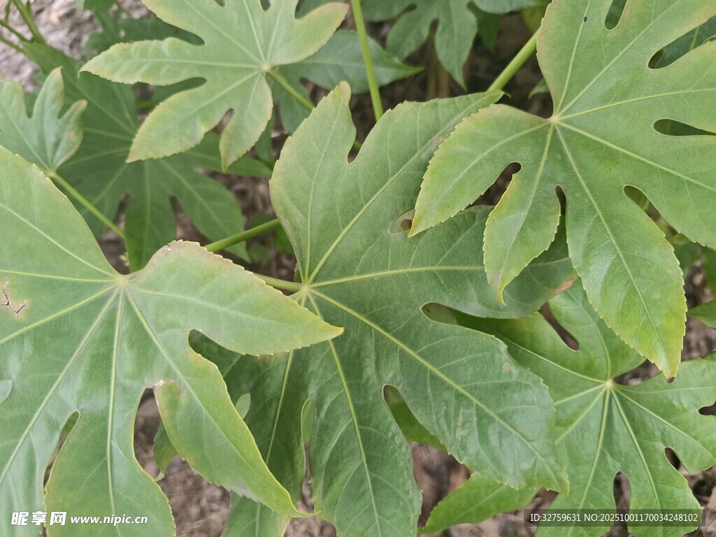 绿叶繁茂的植物特写
