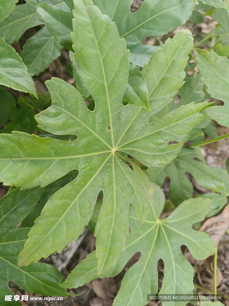 八角金盘叶片特写