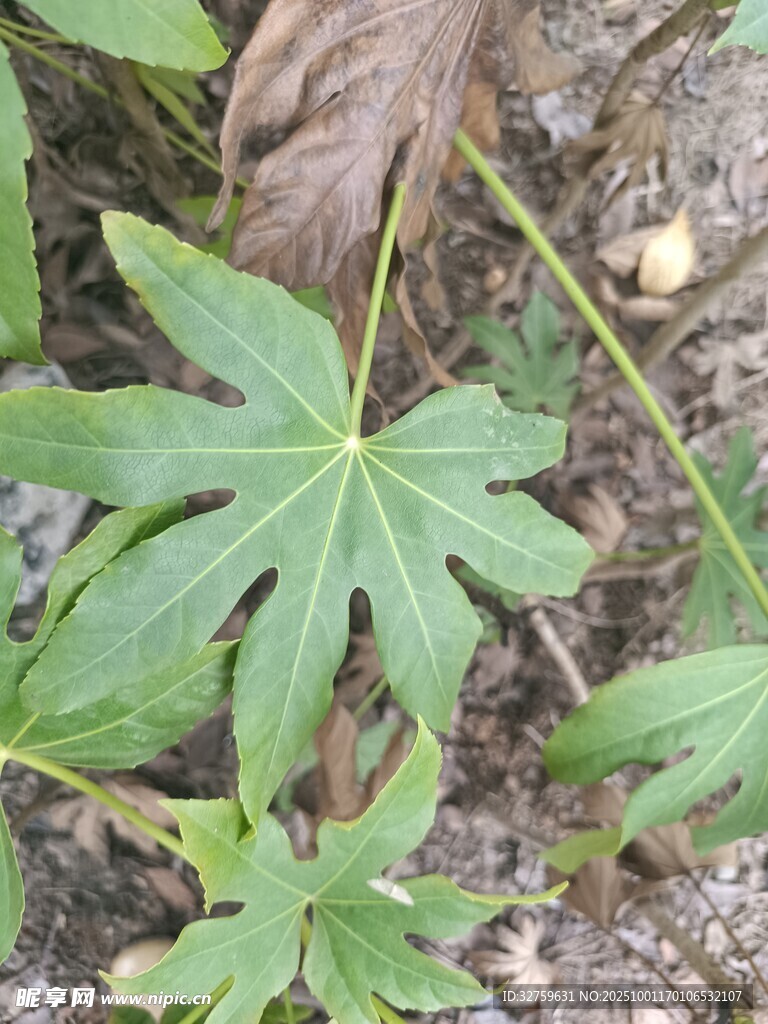 野外生长的掌状叶片植物