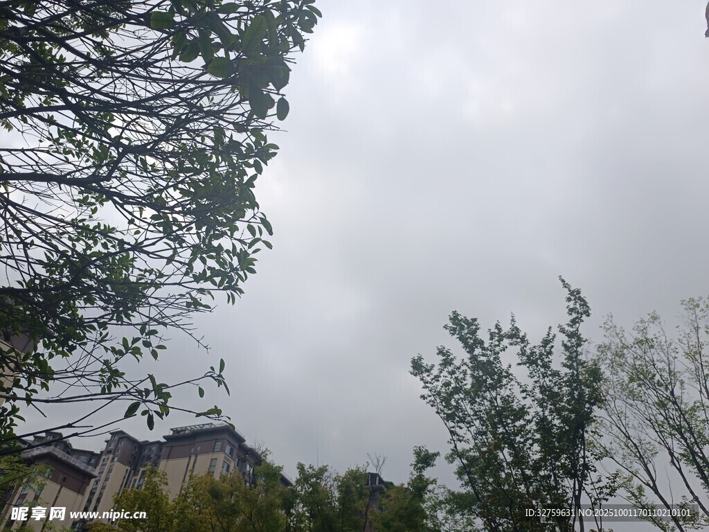 中式建筑旁的葱郁树木