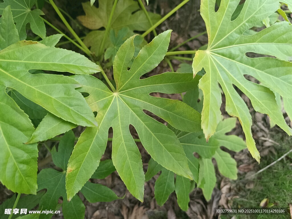 翠绿八角金盘叶片特写