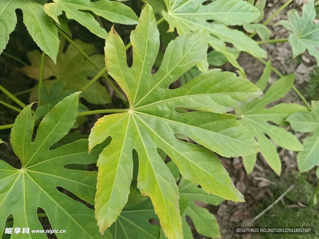 八角金盘绿叶特写