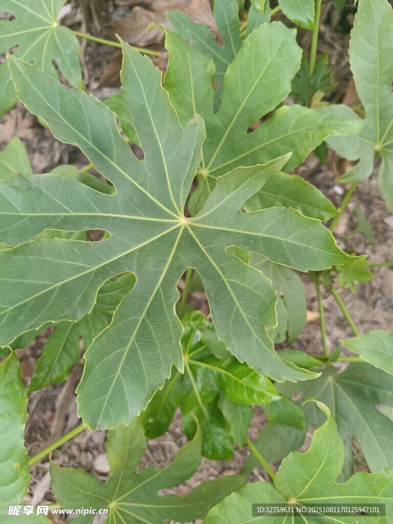 大叶片的绿色植物