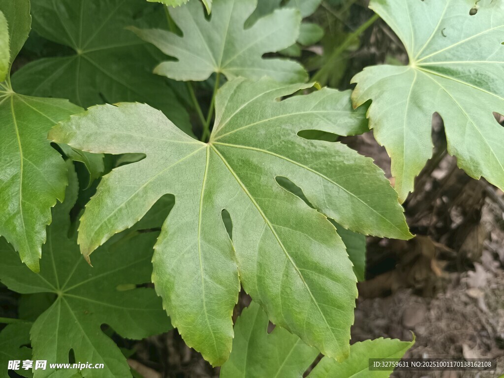 八角金盘绿叶特写