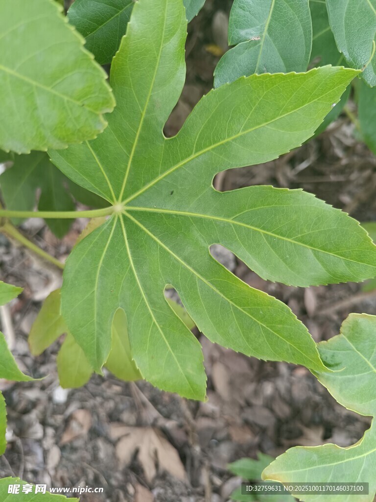 八角金盘植物叶片特写