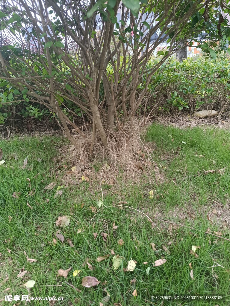 树下草地景象