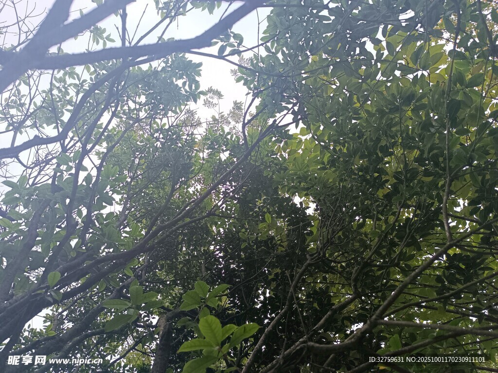 茂密树林中的繁茂枝叶