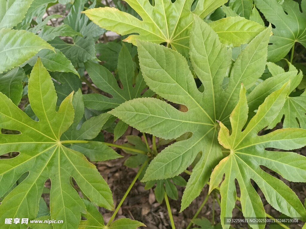 绿叶繁茂的植物特写