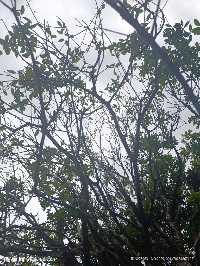 茂密树林中的繁茂枝叶