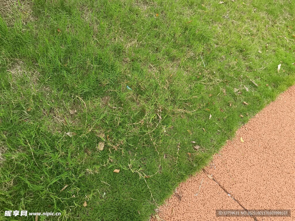 路边翠绿草地特写