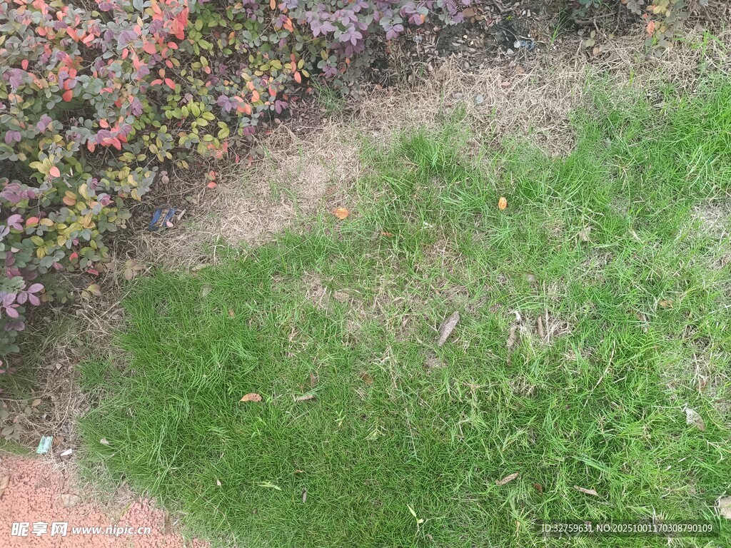 户外绿意盎然的草地一角