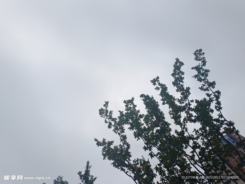 树梢映灰天