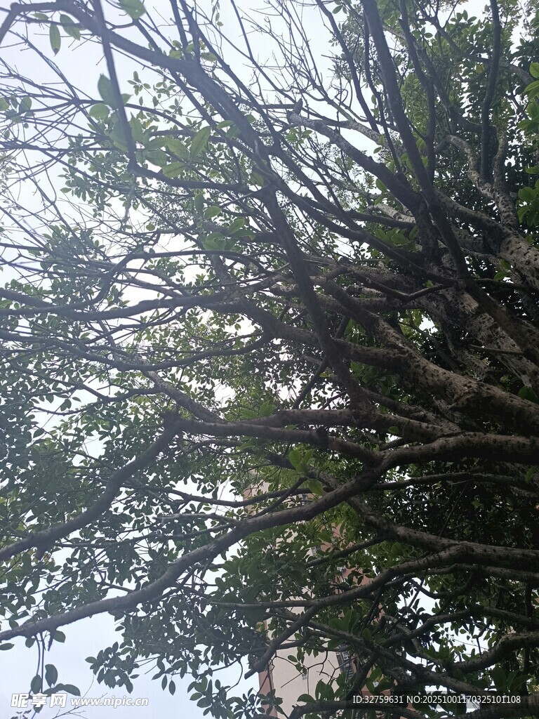 仰视繁茂大树枝叶景观