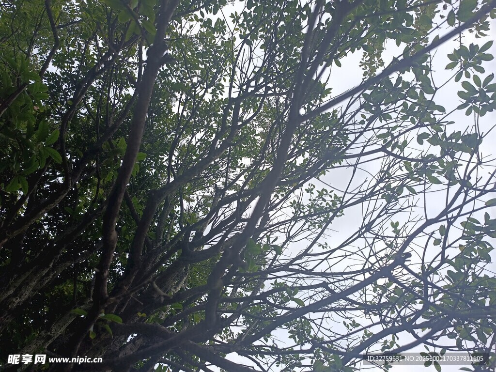 仰视茂密树冠景观