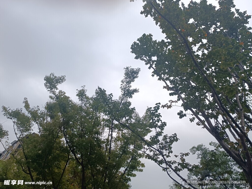 仰视绿树与天空的景致
