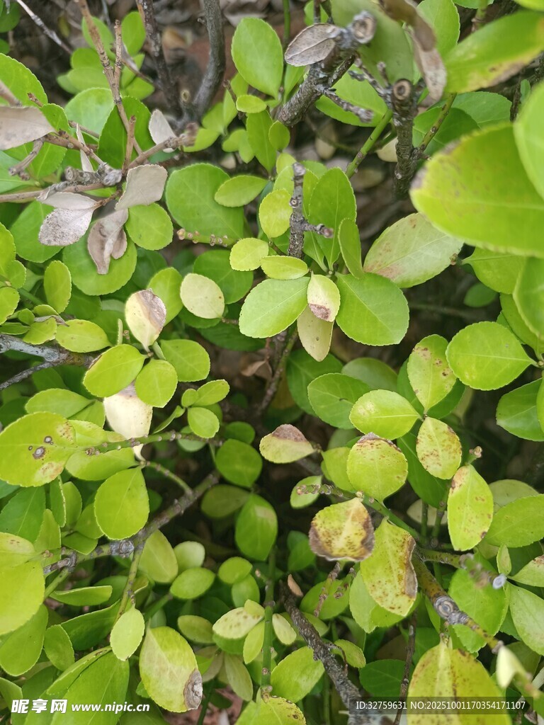 翠绿植物生机盎然画面