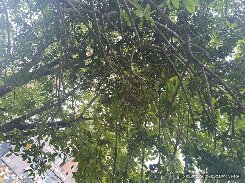 繁茂绿树遮蔽下的自然景象