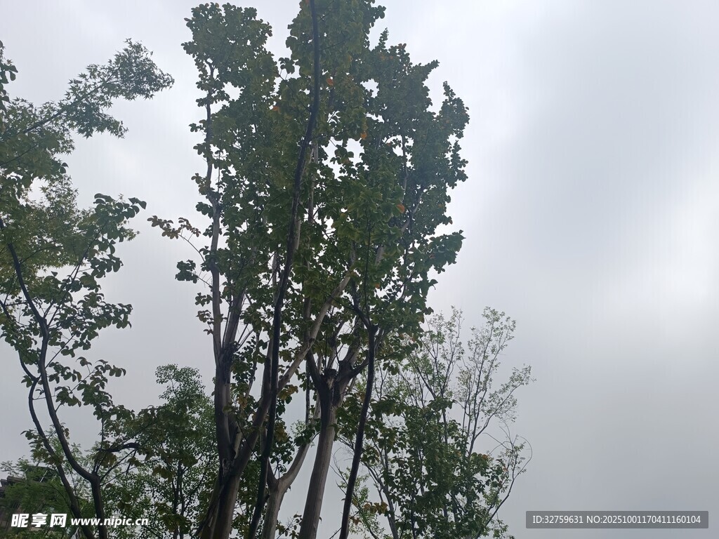 雨中挺拔树木景象