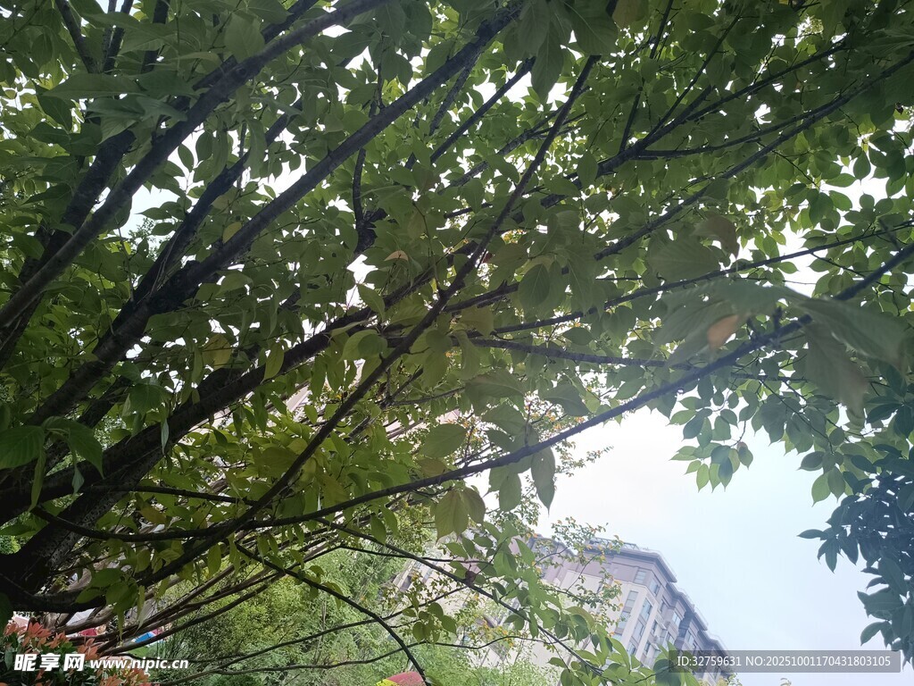 仰视繁茂树木与斑驳天空