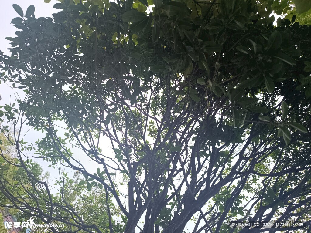 繁茂大树