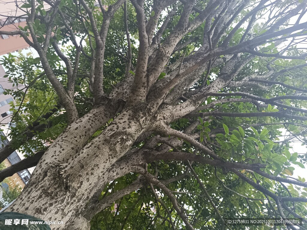 仰视繁茂大树