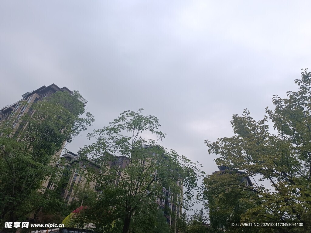 云雾缭绕的山林景观