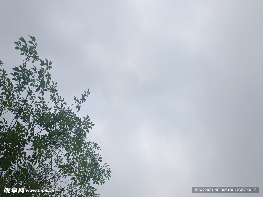 天空下的绿树