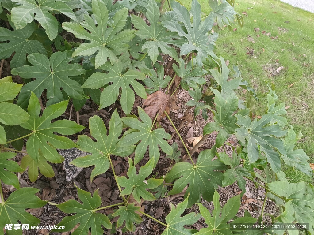 绿叶繁茂的地面植物景观