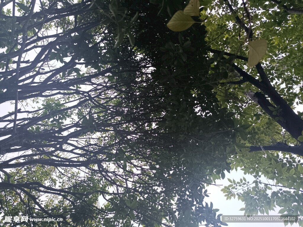 仰视茂密树林树冠景象