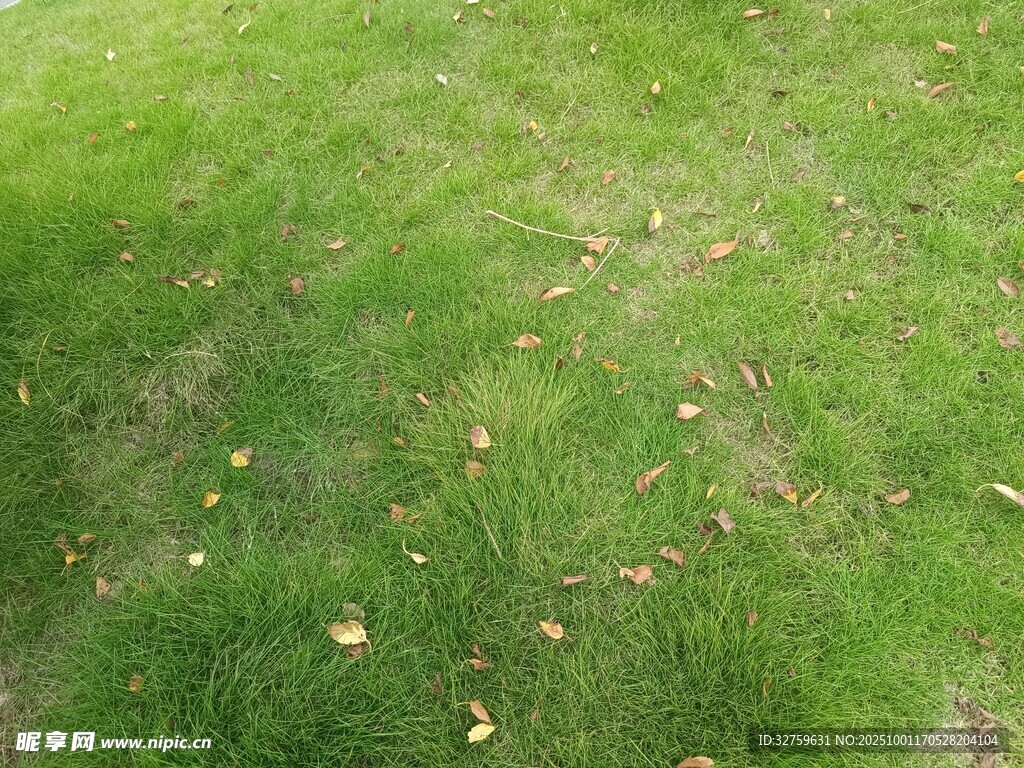 翠绿草地散落些许枯叶