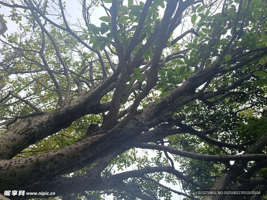 繁茂大树展现自然生命力