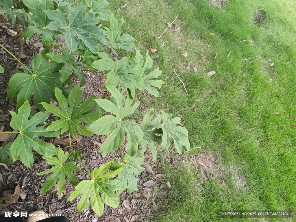地面上的绿色植物