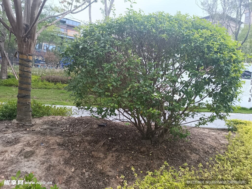 路边绿意盎然的繁茂灌木
