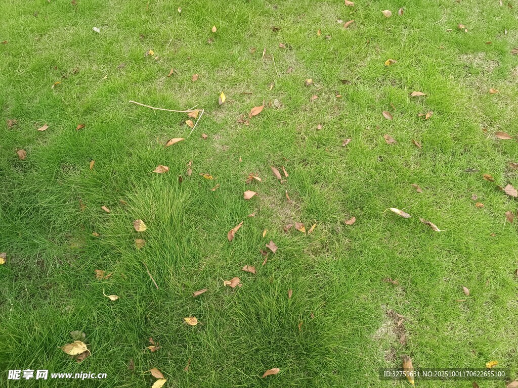 翠绿草地散落金黄叶片