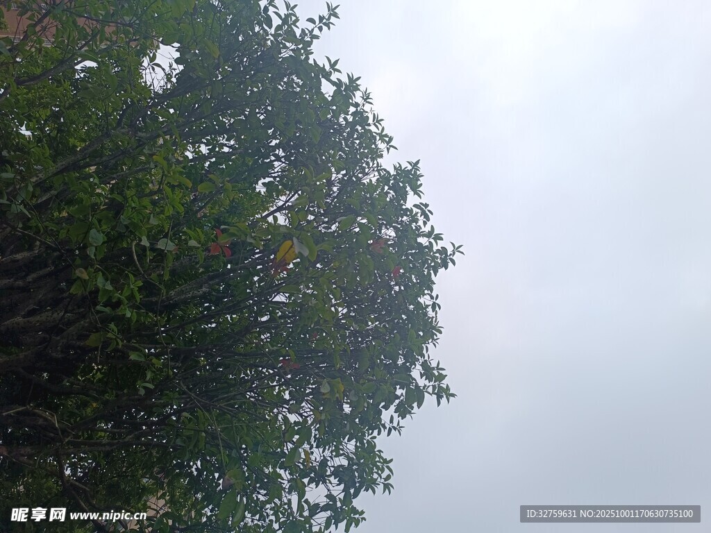 树梢上的朦胧天空