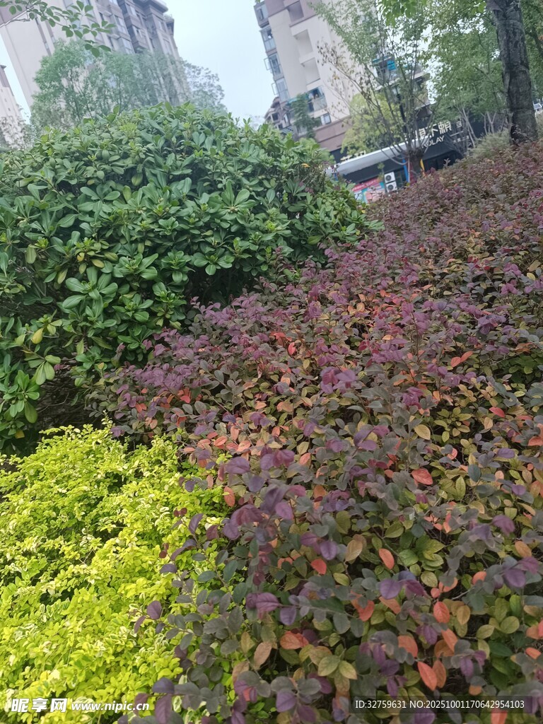 多彩植物景观