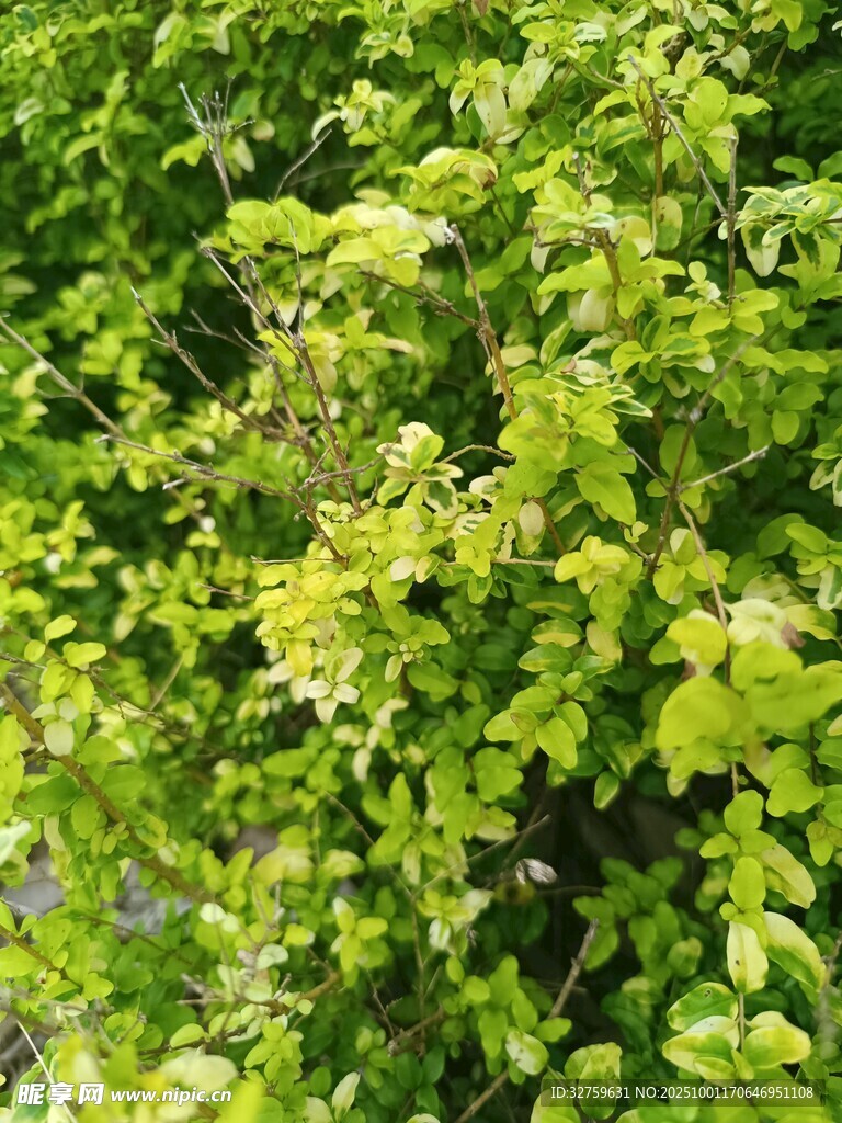 翠绿繁茂的植物枝叶