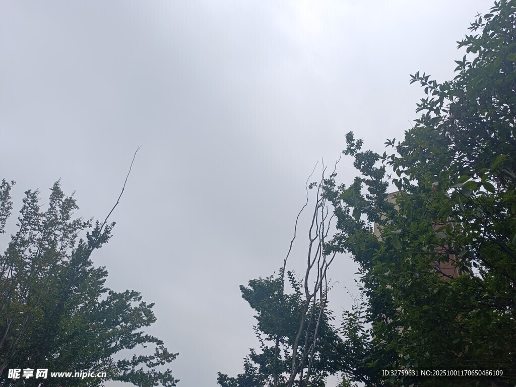 阴天里的树梢景象