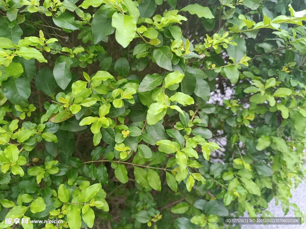 翠绿繁茂的绿植景观