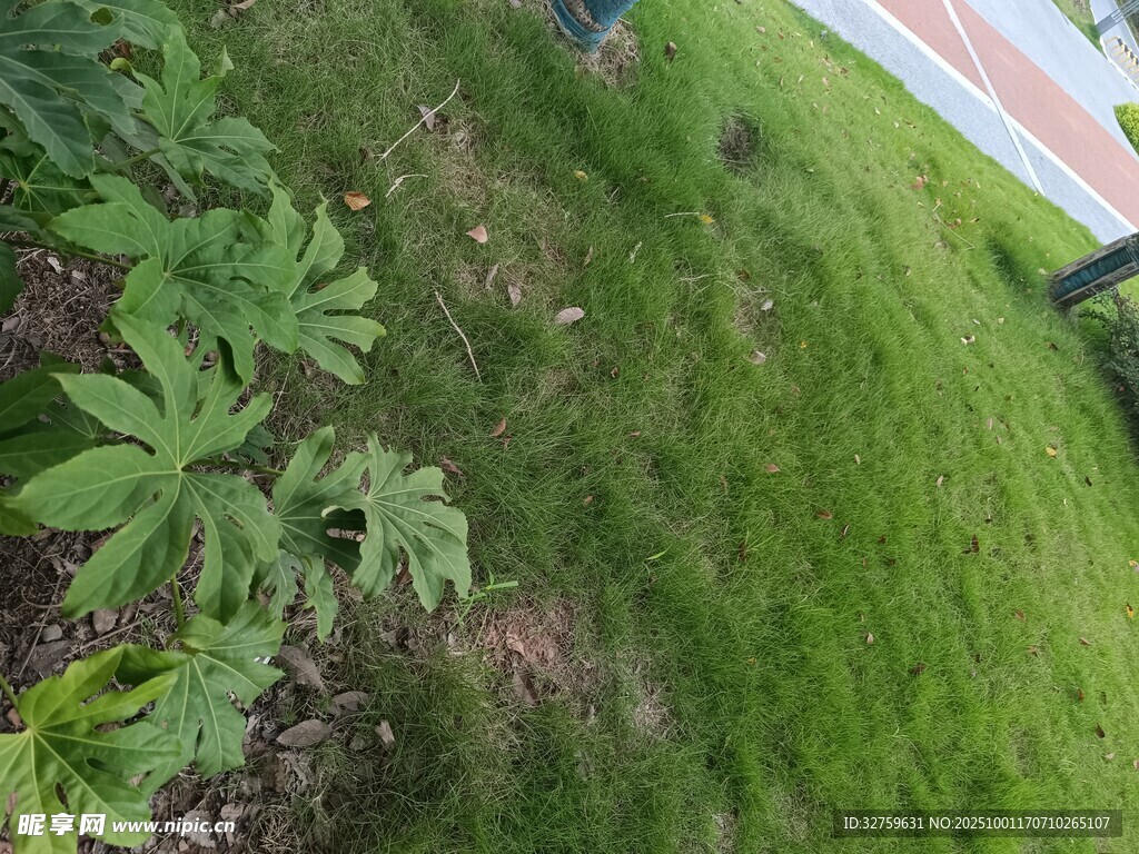 草地中的绿色植物