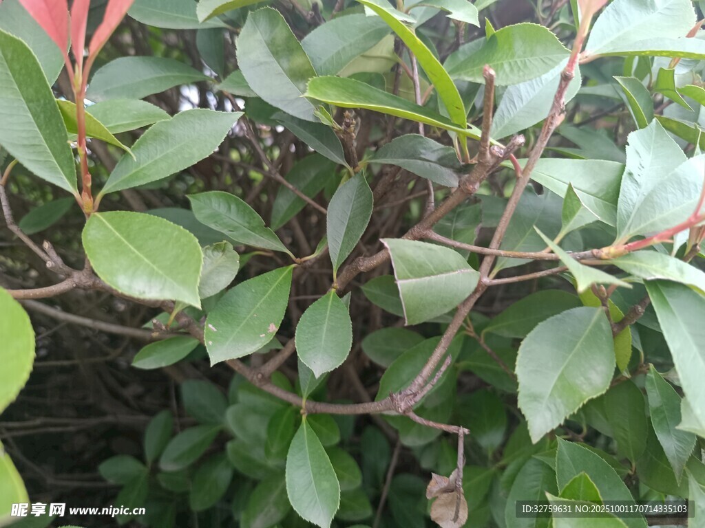 绿叶红边植物特写