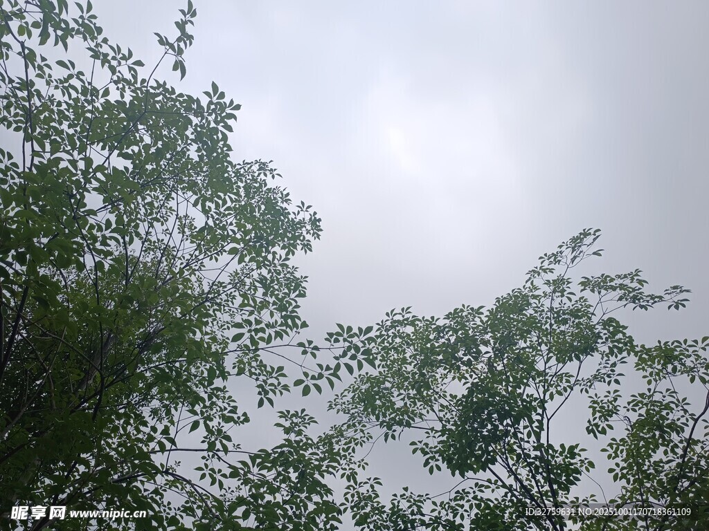 仰视绿树间的灰白天空