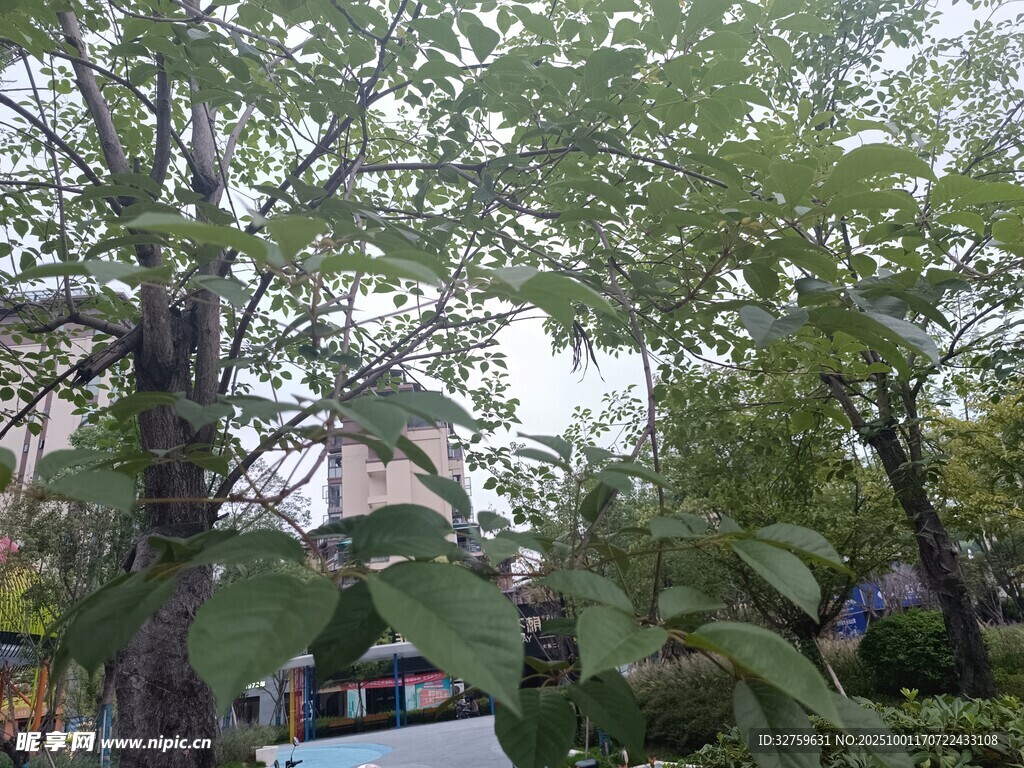 庭院绿树成荫景致