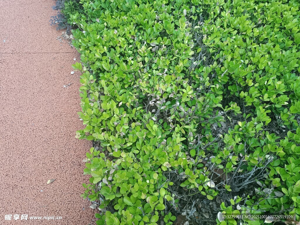 小径旁的翠绿灌木丛