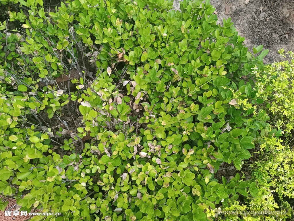 翠绿繁茂的灌木丛