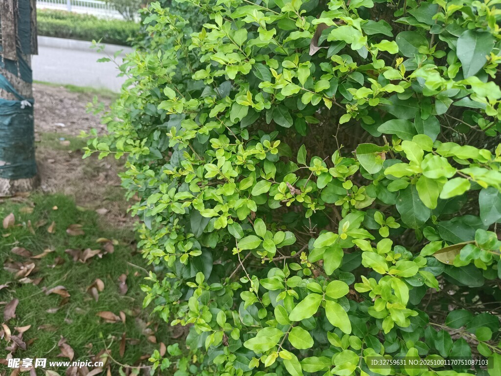 翠绿繁茂的灌木丛
