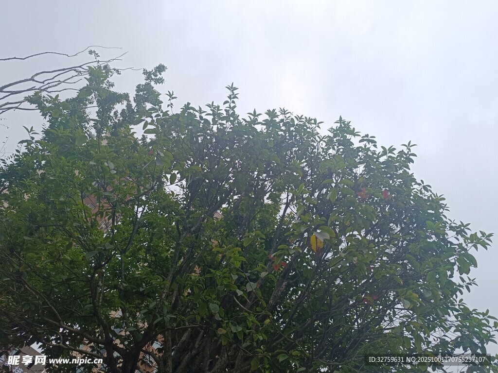 枝叶繁茂的绿树