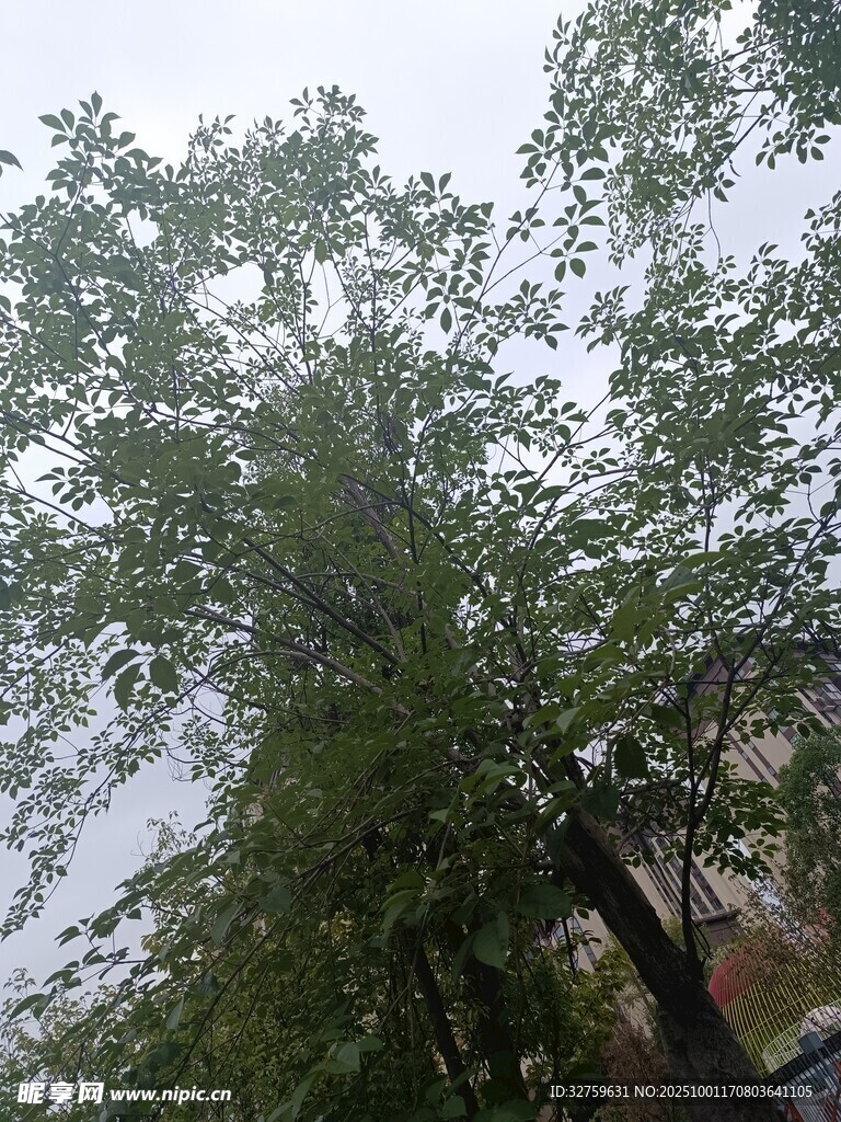 高大葱郁的树木